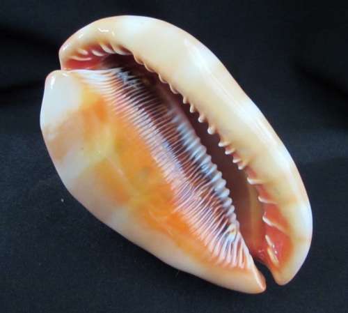 Big Spiral Sea Shell