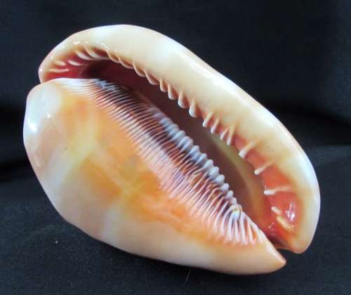 Big Spiral Sea Shell