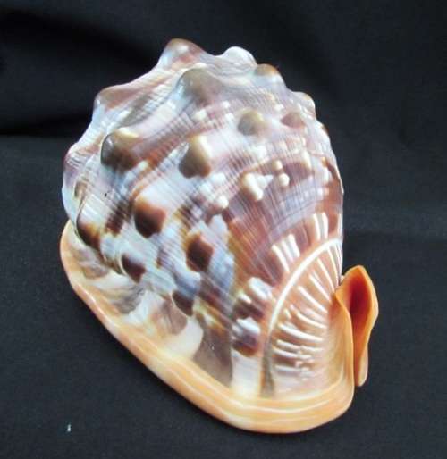 Big Spiral Sea Shell
