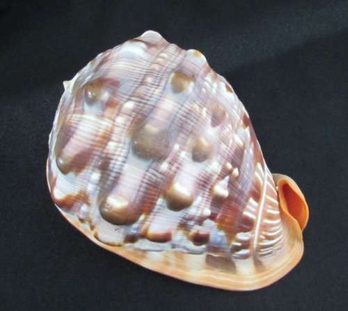 Big Spiral Sea Shell