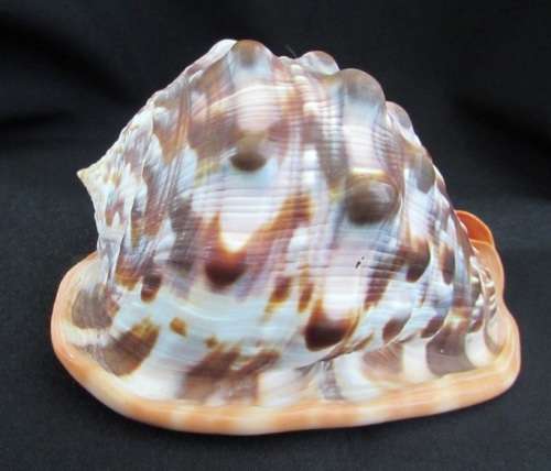 Big Spiral Sea Shell
