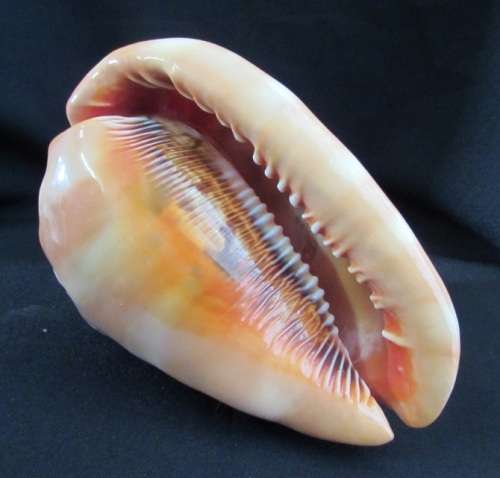 Big Spiral Sea Shell