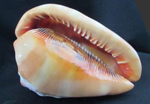 Big Spiral Sea Shell