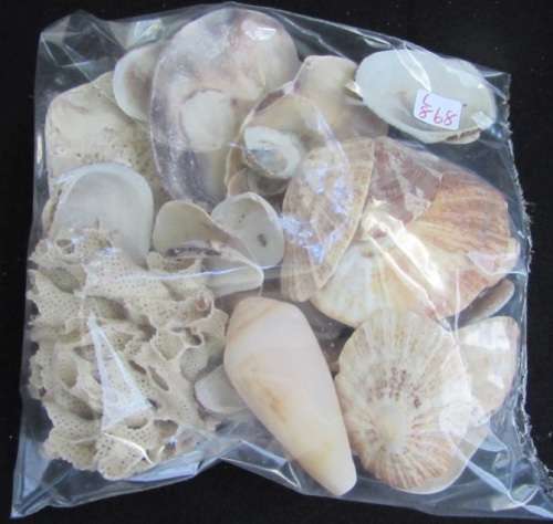 Packet of mixed sea shells