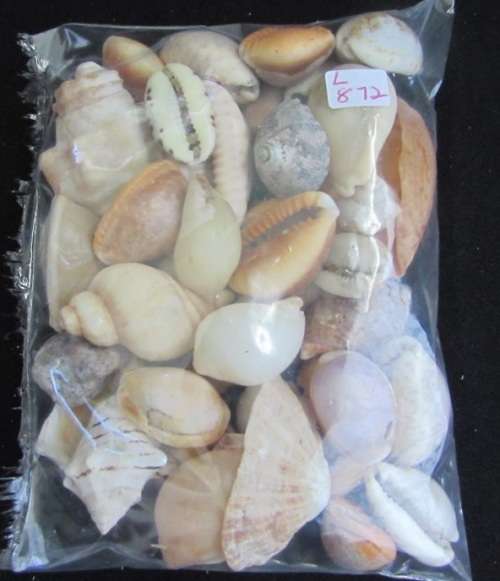 Packet of mixed sea shells