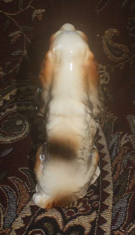 Cute Old Dog Needs a New Home