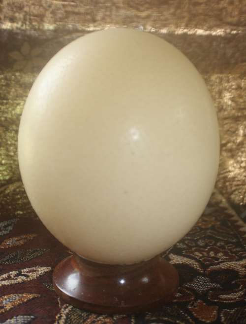 Ostrich Egg on Wooden Display Stand