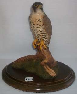 Beautiful  Peregrine Falcon