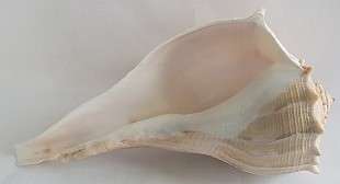 Beautiful Trumpet  Sea Shell