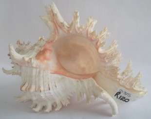 Beautiful Murex Ramosus  Sea Shell