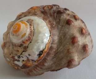Beautiful Turbo Sarmaticus Sea Shell