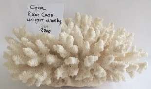 Beautiful Large Sea Coral.