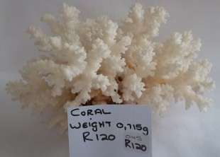 Beautiful Large Sea Coral.