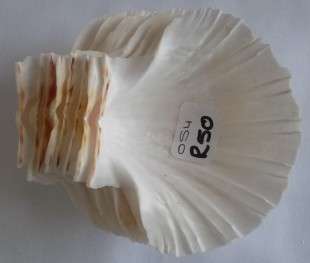Beautiful set of 8 Scallop  Sea Shell