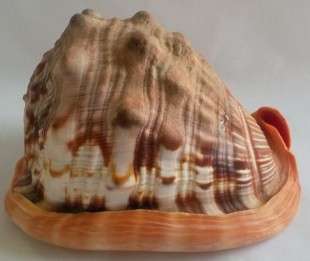Beautiful Bullmouth Helmet-Cameo Sea Shell