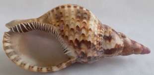 Beautiful Large Trumpet Triton Sea Shell