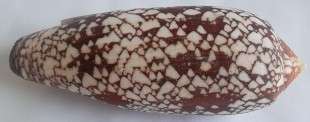 Beautiful Cloth of Gold  Sea Shell