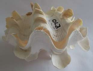 Beautiful Clam Sea Shell