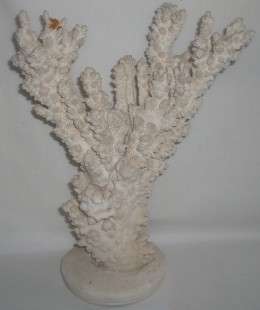 Beautiful Large Sea Coral Tree