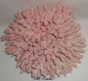 Beautiful Large Red Sea Coral.