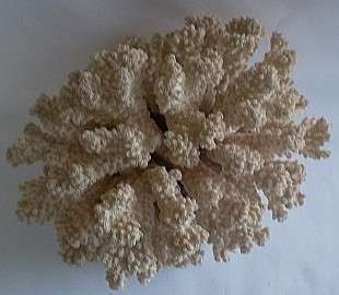 Beautiful Large Sea Coral.