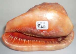 Beautiful Bullmouth Helmet-Cameo Sea Shell