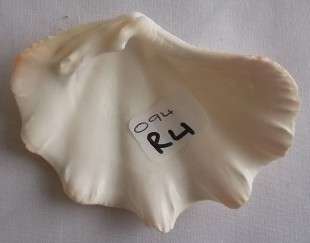 Beautiful Small Clam  Sea Shell