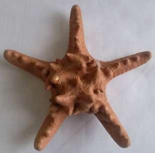 Beautiful Knobbly  Sea Star