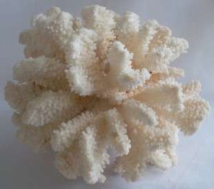 Beautiful Sea Coral.