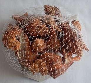 Beautiful Bag  of  Small Trumpet  Sea Shells.