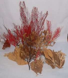 Collection of Sea Grass and Seaweed.