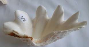 Beautiful Clam Sea Shell