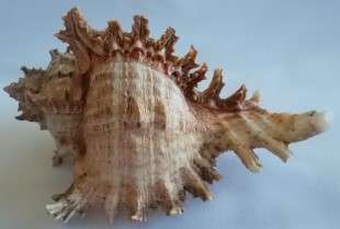 Beautiful Striped  Murex  Sea Shell