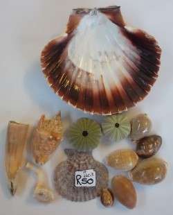 Beautiful Collection of  Sea Shell