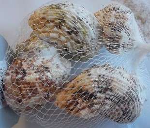 Bag  of   Sea Shells.