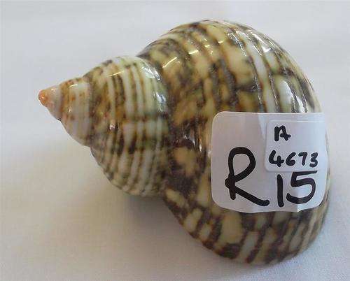 Collectable Sea Shells......... Green Turbo