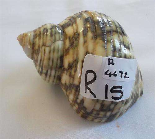 Collectable Sea Shells......... Green Turbo