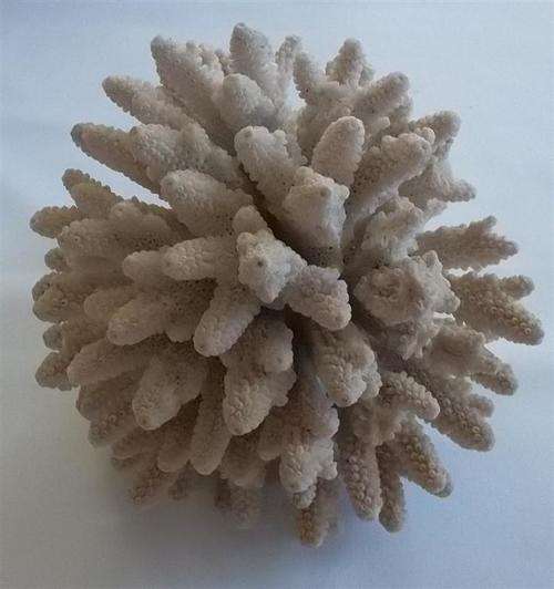 Collectable Sea Coral