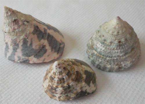 Collectable Sea Shells