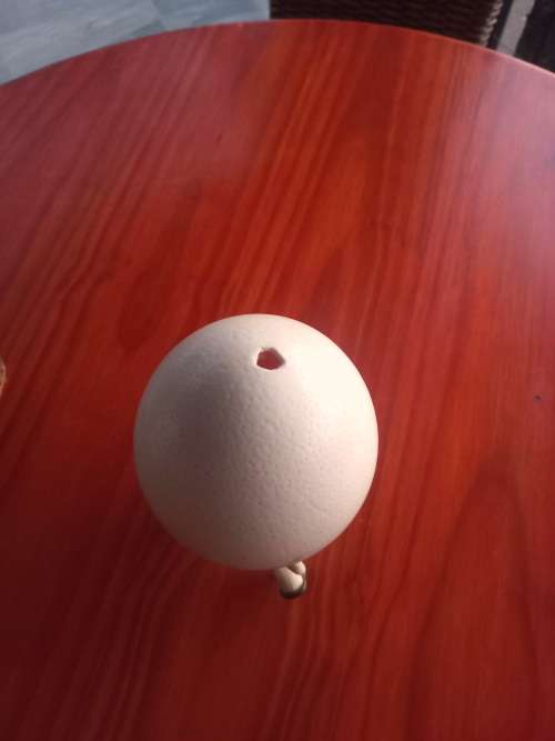 Ostrich Egg On Ivory Stand