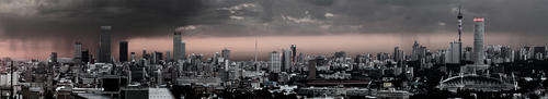 LIMITED EDITION GILCEE PRINTS. JOZI ROSE. 40 X 220CM STRETCHED