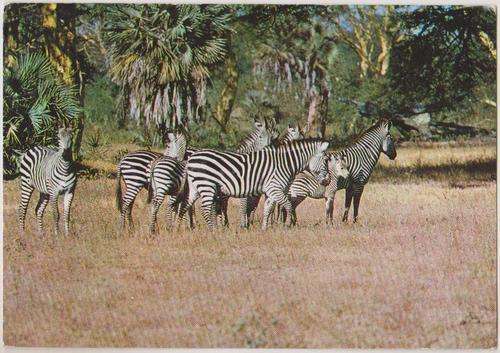 Zebras Mozambique Used Postcard