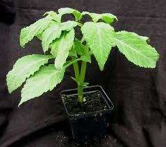 Salvia divinorium seeds 20. Take note:Salvia does have a  very low germination rate
