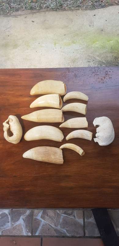 10 Antique (1959) Sperm whale teeth and two eardrums.