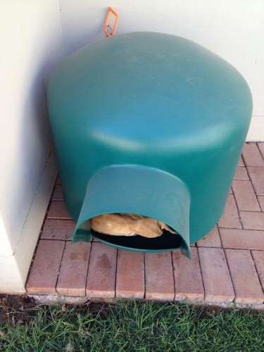 Dog house