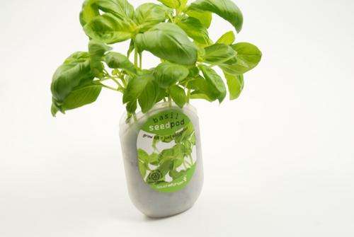 Seedpod Basil (Touch of Ginger/Yuppie Gadgets)