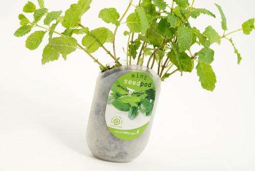 Seedpod Mint (Touch of Ginger/Yuppie Gadgets)