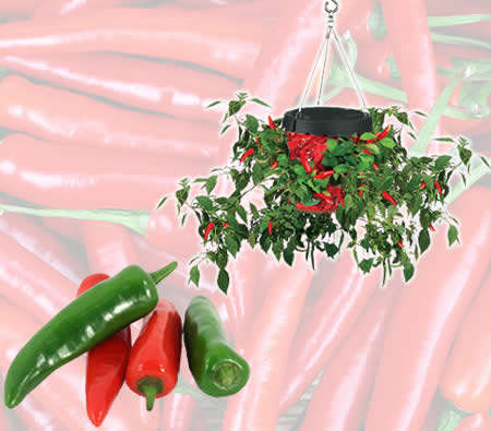 UPSIDE DOWN  HOT PEPPER PLANTER