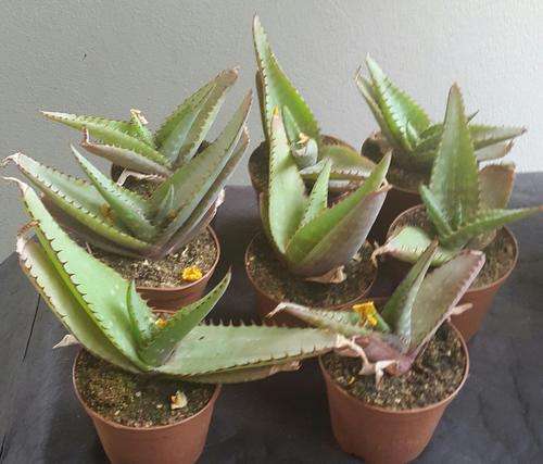 Aloe verdoorniae