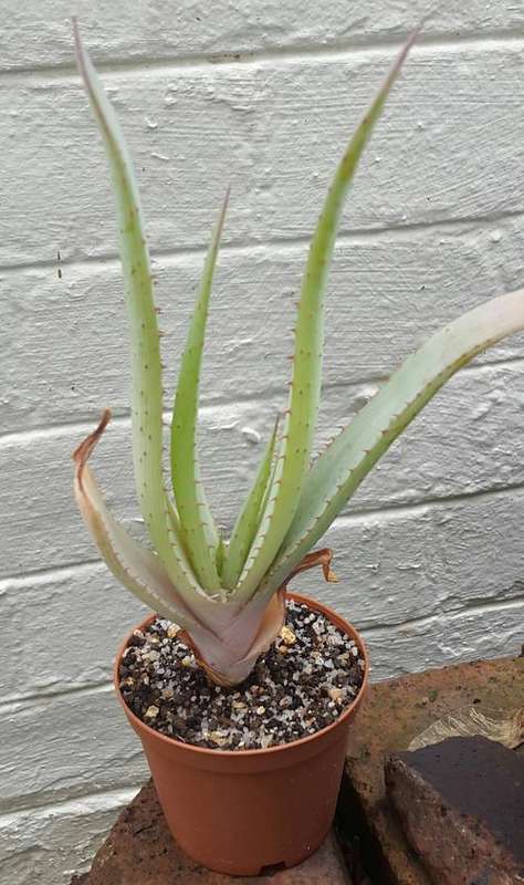 Aloe lineata